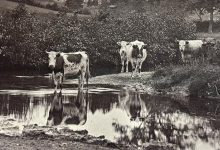 Photo of «Шедевры ранней фотографии» в ЦВК Béton: от фотоминиатюр до стереосъемки