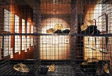 Photo of Их скорбный труд не пропал: Сибирь глазами декабристов