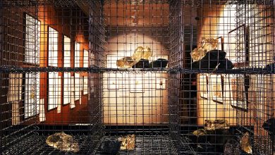 Photo of Их скорбный труд не пропал: Сибирь глазами декабристов