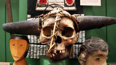 Photo of Судьбы настоящих скелетов в музейном шкафу
